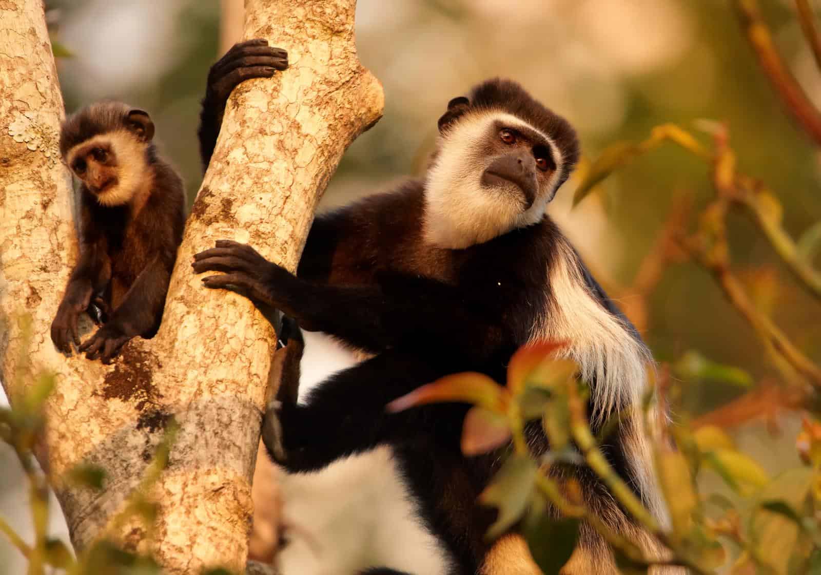 741637colobusmonkeysbwindiimpenetrablenationalparkugandaeastafricaafrica