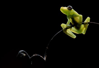 100 Species Herping Tour Ecuador