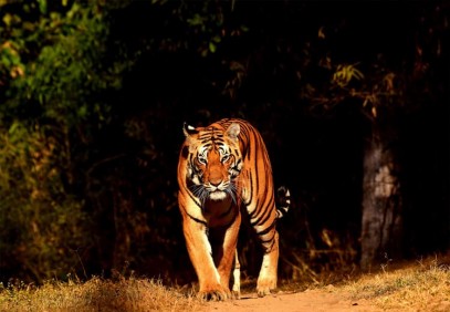Rajasthan Bandhavgarh Wildlife and Royal Bengal Tiger Safari