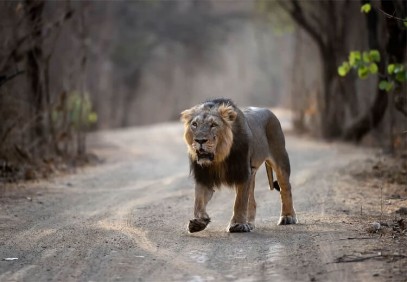 Gujarat Wildlife Safari Experience
