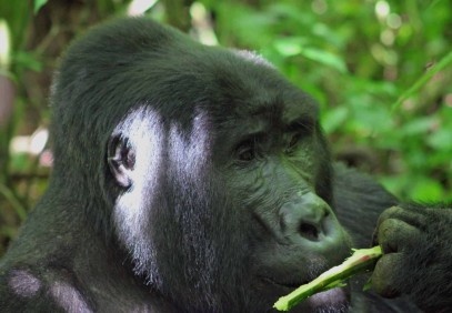 14-Day Gorilla & Big Five Safari