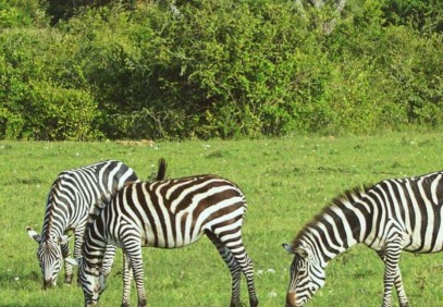 12-Day Kenya & Tanzania Camping Safari