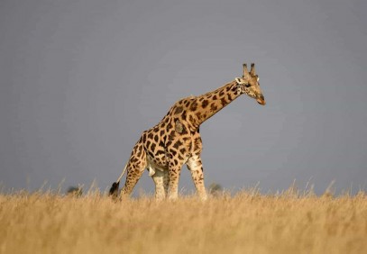 3-Day Murchison Falls Safari