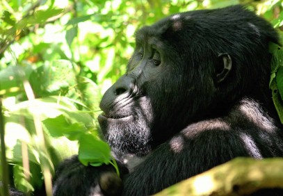 4-Day Gorilla Trekking Safari