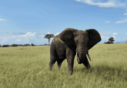 Tanzania Big 5 Safari