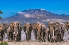 4-Day Luxury Elephant Trail Safari