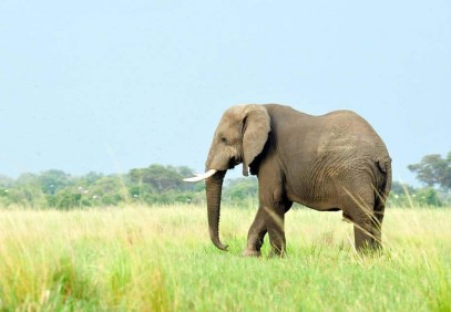 6-Day Masai Mara – Lake Nakuru – Amboseli Budget Camping Safari