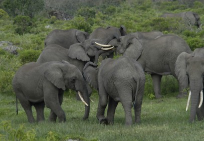Arusha National Park Day Trip