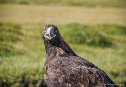 Golden Eagle Photo Safari