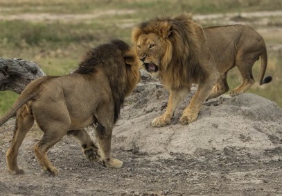 8-Day Kenya Wildlife Experience