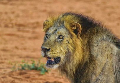 7 Days Bush to Beach Kenya Holiday