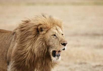 Ngorongoro Crater Day Trip