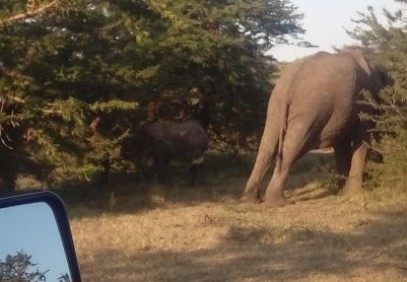 Lake Manyara National Park Day Trip