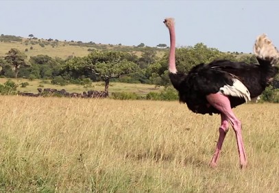 8-Day Fantastic Kenyan Safari