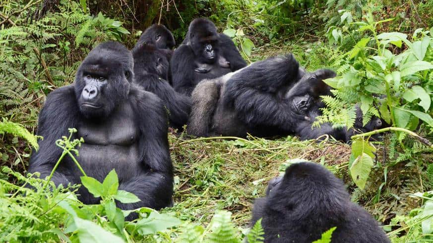 Rwanda Mountain Gorillas In Susa Group In Kalisimbi Sam Ngendahimana