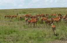 3-Day Masai Mara Safari