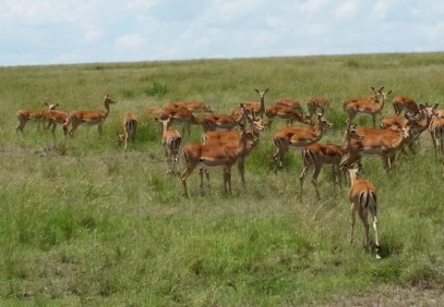3-Day Masai Mara Safari