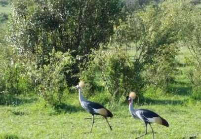 Lake Nakuru & Masai Mara Safari