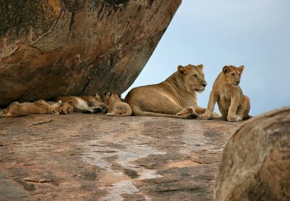 6-Day Serengeti Tented Camp Safari