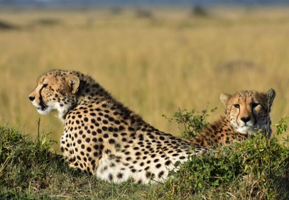 2-Day Tanzania Private Safari to Tarangire and Ngorongoro