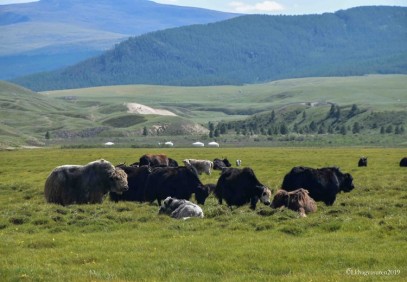 Zavkhan – Land of Nomads – Cultural Safari
