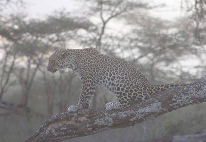 4-Day Masai Mara Wildebeest Migration Safari