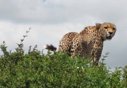 11-Day Wildlife Safari & Zanzibar