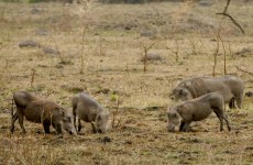 12-Day Kenya Big Five Safari