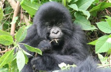 12-Day Best of Uganda & Rwanda