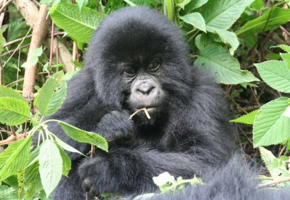 12-Day Best of Uganda & Rwanda
