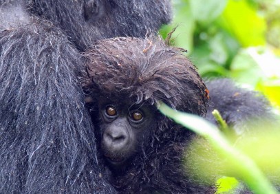 8-Day Uganda & Rwanda Ultimate Gorilla Expedition