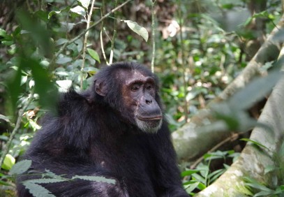 10-Day Uganda Chimpanzee and Gorilla Trekking Safari