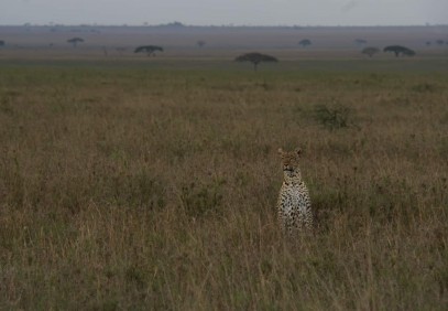 10-Day Tanzania Wildlife Safari