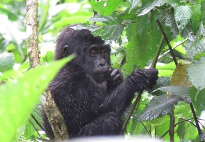 3-Day Gorilla Trekking Safari