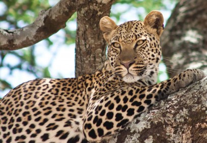 16-Day East African Safari