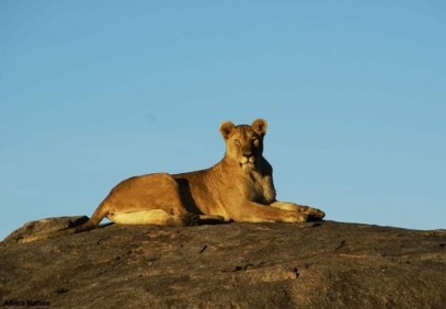 Migration Safari to Ndutu