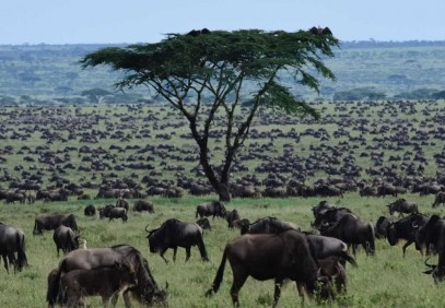 Wildebeest Calving Photographic Safari