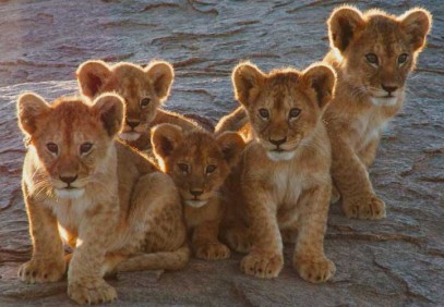 Tanzania Family Safari