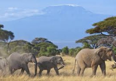 3-Day Amboseli National Park Camping Safari