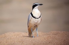 17-Day Ghana Wilderness Safari