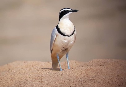 17-Day Ghana Wilderness Safari
