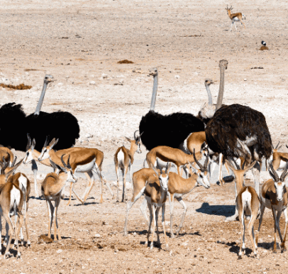 Etosha National Park