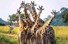 3-Day Mikumi National Park Safari