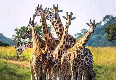 3-Day Mikumi National Park Safari