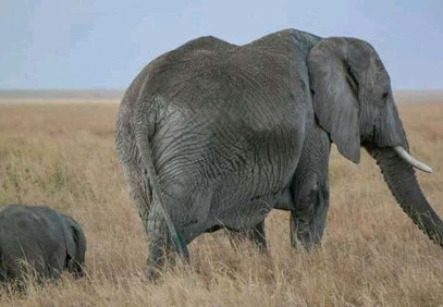 5 Days Mikumi and Selous/Nyerere National Parks
