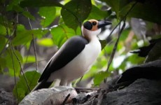 Ghana Birding & Forest Safari