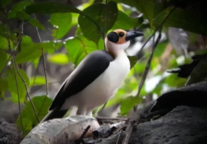 Ghana Birding & Forest Safari