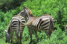 9-Day Serengeti Migration Safari