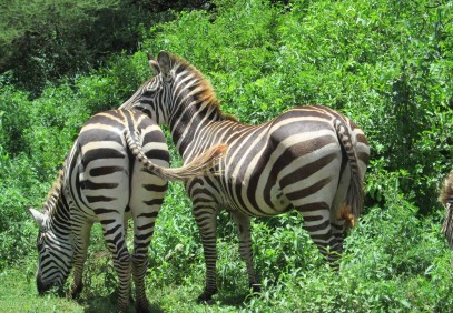 9-Day Serengeti Migration Safari