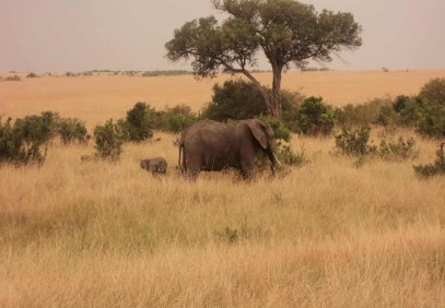 3-Day Masai Mara Tented Camp Budget Safari